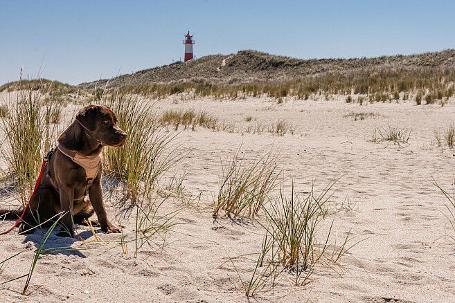 Ferienhaus Sylt mit Hund